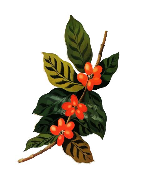 PanAmericanCoffeeBureauCoffeePlant